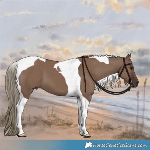 Horse Color:Liver Red Dun Tobiano 