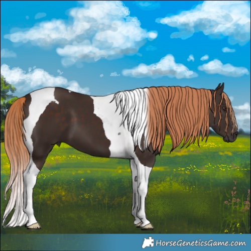 Horse Color:Liver Chestnut Tobiano