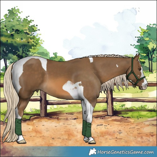 Horse Color:Chocolate Palomino Tobiano 