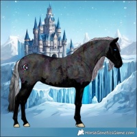 Horse Color:Void Midnight Silver Black Ice Splash 