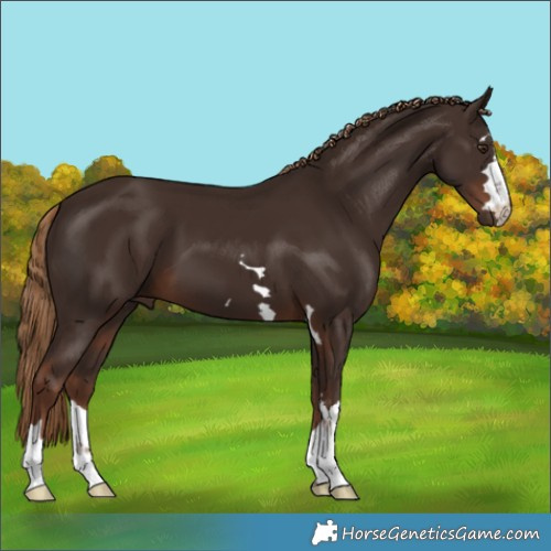 Horse Color:Liver Chestnut 