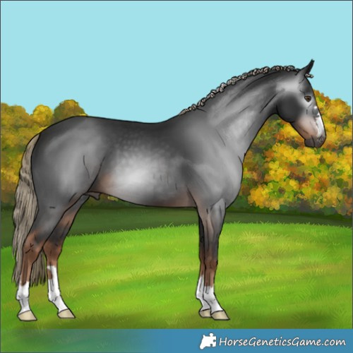 Horse Color:Gray Liver Chestnut