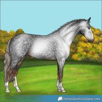 Horse Color:Gray Liver Chestnut 