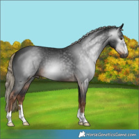Horse Color:Gray Liver Chestnut
