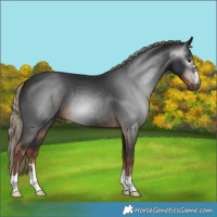 Horse Color:Gray Liver Chestnut