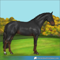 Horse Color:Gray Liver Chestnut