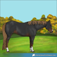 Horse Color:Gray Liver Chestnut