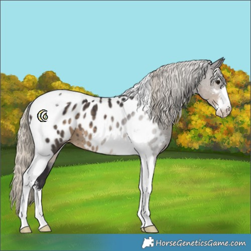 Horse Color:White Spotted Silver Smoky Black Tobiano Appaloosa 