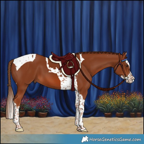 Horse Color:Chestnut Splash Tobiano 