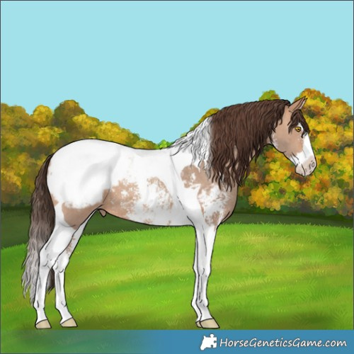 Horse Color:Amber Champagne Sabino Splash Tobiano Snowcap 