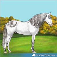 Horse Color:Midnight Bay Sabino Splash Varnish