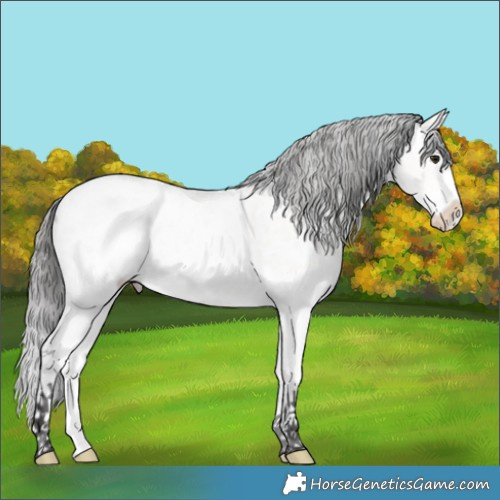 Horse Color:Platinum Buckskin Sabino Blanket 
