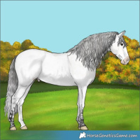 Horse Color:Platinum Buckskin Sabino Blanket