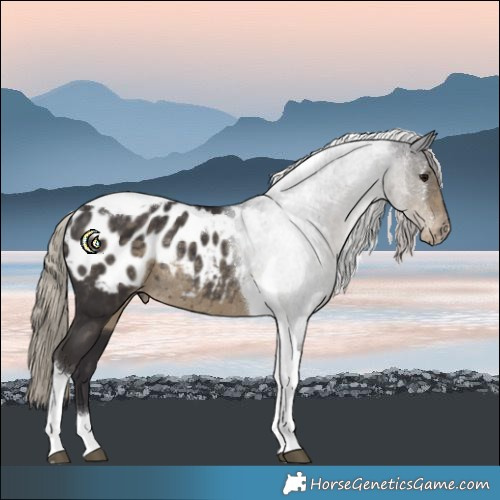 Horse Color:Silver Smoky Black Tobiano Appaloosa Rabicano 