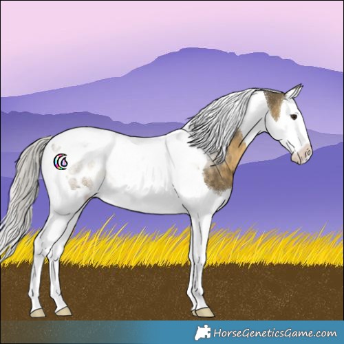 Horse Color:White Spotted Silver Buckskin Dun Splash Tobiano Appaloosa 
