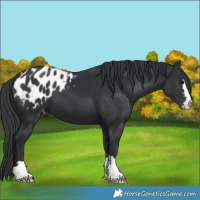 Horse Color:Black Appaloosa 