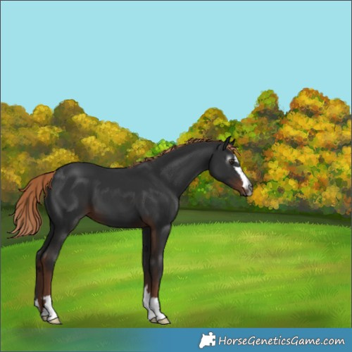 Horse Color:Gray Liver Chestnut