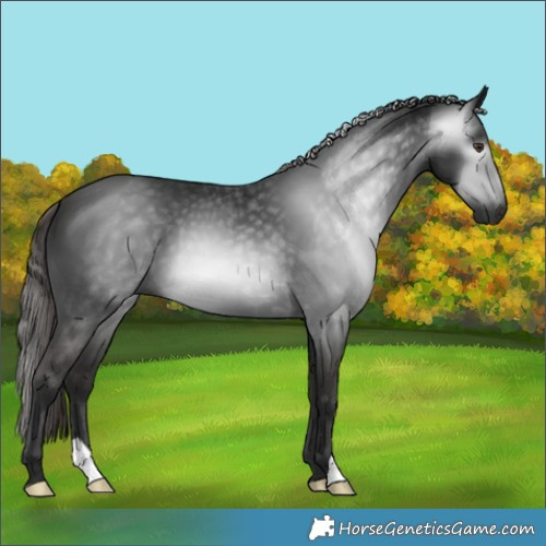 Horse Color:Gray Liver Chestnut 