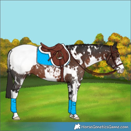 Horse Color:White Spotted Liver Chestnut Sabino Appaloosa 