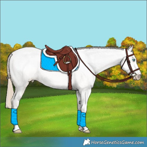 Horse Color:Perlino Sabino Appaloosa 