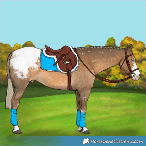 Horse Color:Chocolate Palomino Sabino Appaloosa 