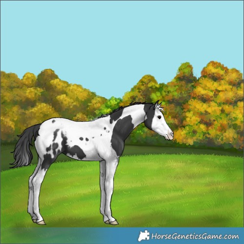 Horse Color:Black Splash Tobiano Appaloosa 