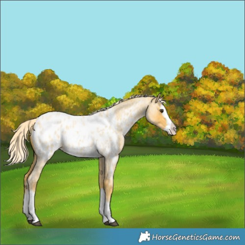 Horse Color:Palomino Roan Splash Appaloosa 