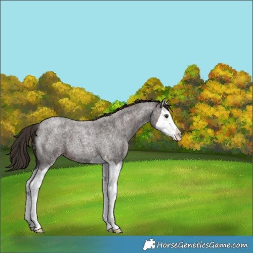 Horse Color:Liver Red Roan Splash Appaloosa 