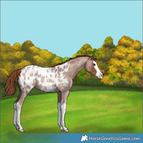 Horse Color:Red Roan Splash Appaloosa 