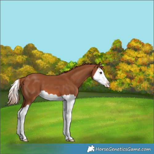 Horse Color:Chestnut Splash Appaloosa 