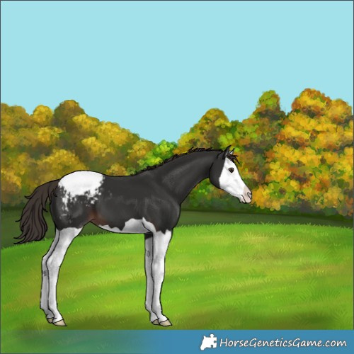 Horse Color:Liver Chestnut Splash Appaloosa