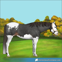 Horse Color:Liver Chestnut Splash Appaloosa 