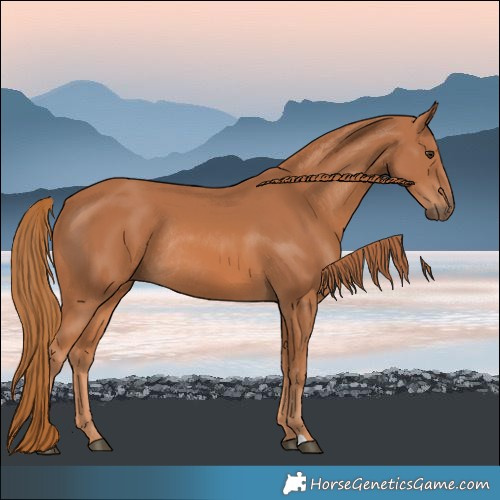 Horse Color:Chestnut Rabicano 