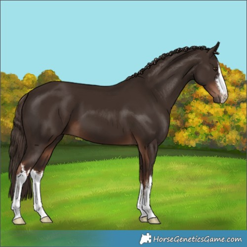 Horse Color:White Spotted Liver Chestnut