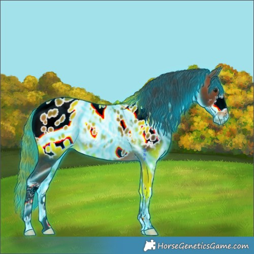 Horse Color:Thunderstruck Bay Sabino Appaloosa 
