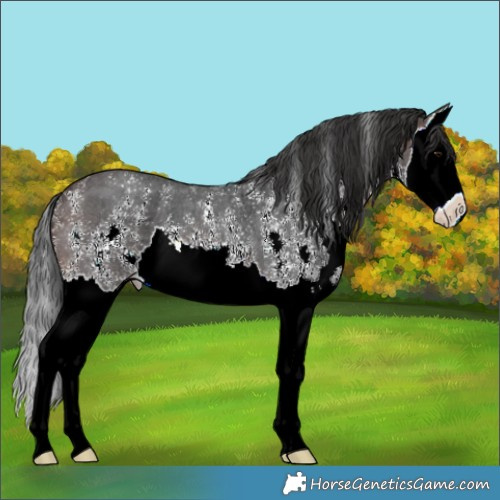 Horse Color:Brown Sabino Splash 