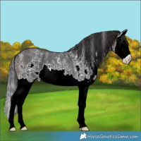 Horse Color:Brown Sabino Splash