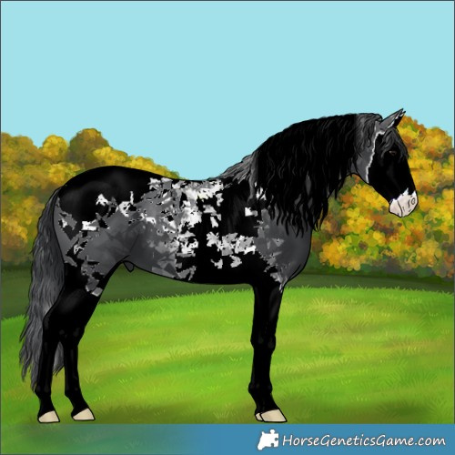 Horse Color:Black Splash Tobiano