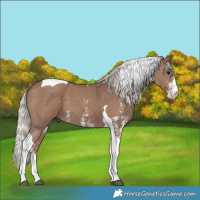 Horse Color:Silver Black Sabino Tobiano