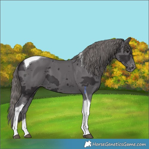 Horse Color:Smoky Black Merle Tobiano Appaloosa 