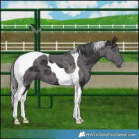 Horse Color:Smoky Black Merle Tobiano 