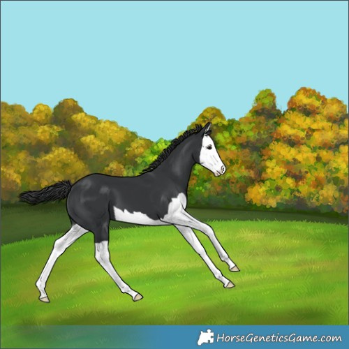 Horse Color:Black Splash