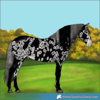 Horse Color:Platinum Buckskin Tobiano Near Leopard 