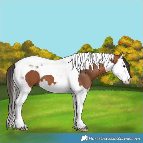 Horse Color:Bay Splash Tobiano