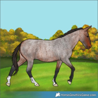 Horse Color:Bay Roan 