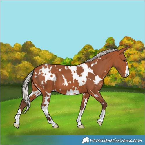 Horse Color:White Spotted Silver Bay