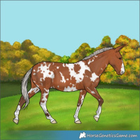 Horse Color:White Spotted Silver Bay 