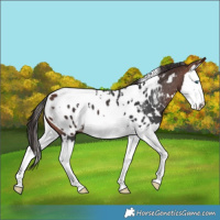Horse Color:White Spotted Bay Splash Appaloosa