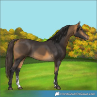 Horse Color:Buckskin Sabino