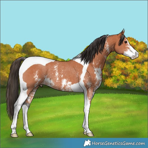 Horse Color:Bay Sabino Tobiano Rabicano 